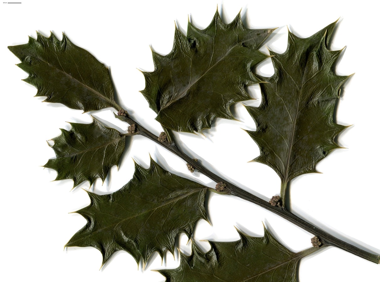 Ilex aquifolium (Aquifoliaceae)